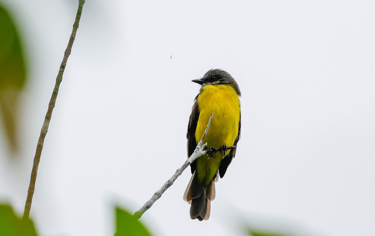 Gray-capped Flycatcher - ML620509136