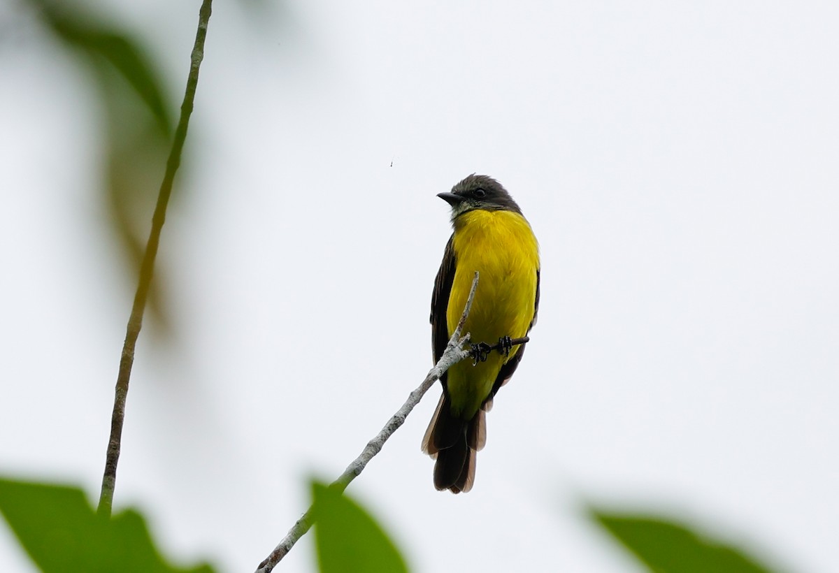 Gray-capped Flycatcher - ML620509137