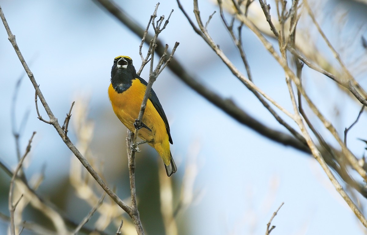 Yellow-crowned Euphonia - ML620509143