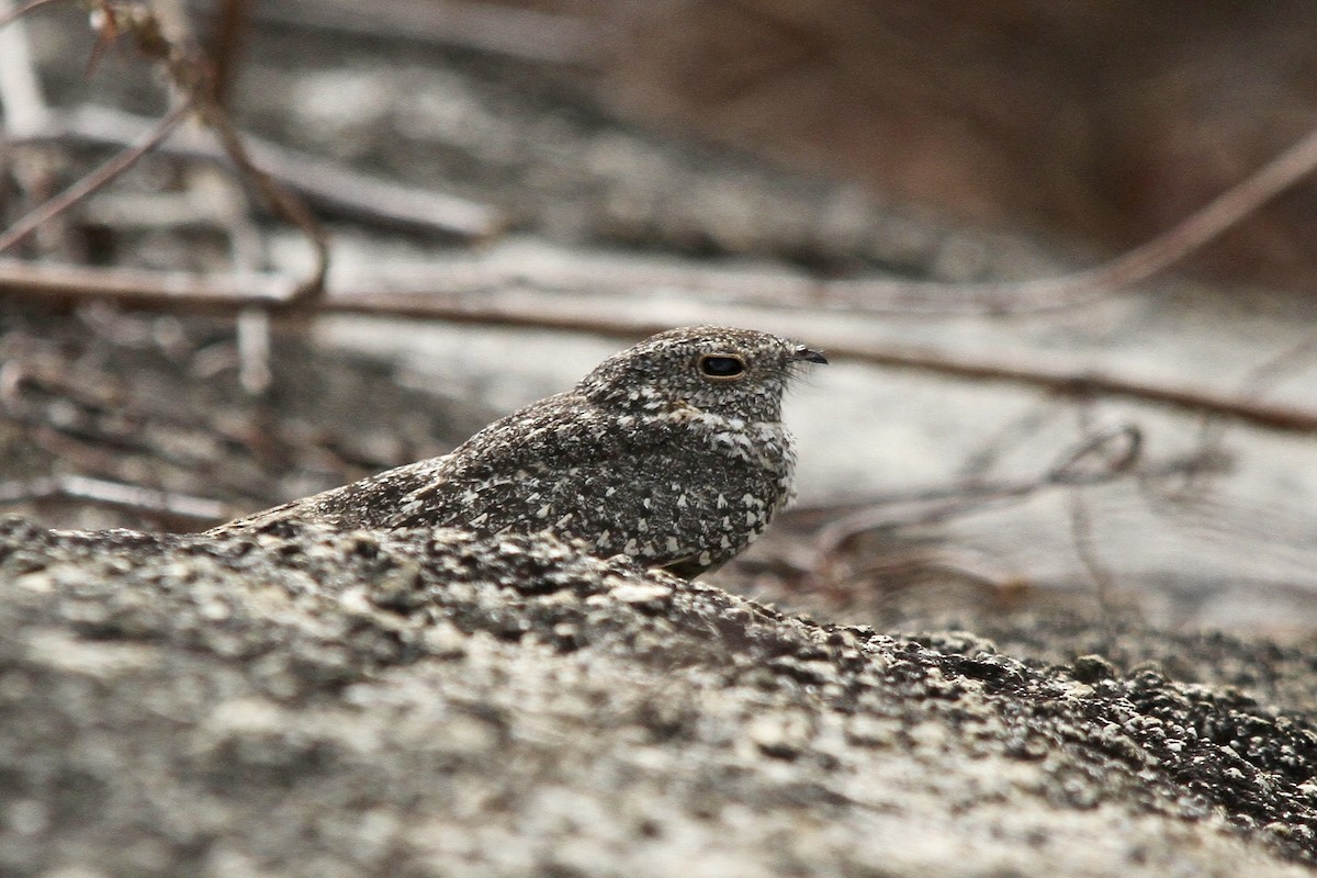 Pygmy Nightjar - ML620509145