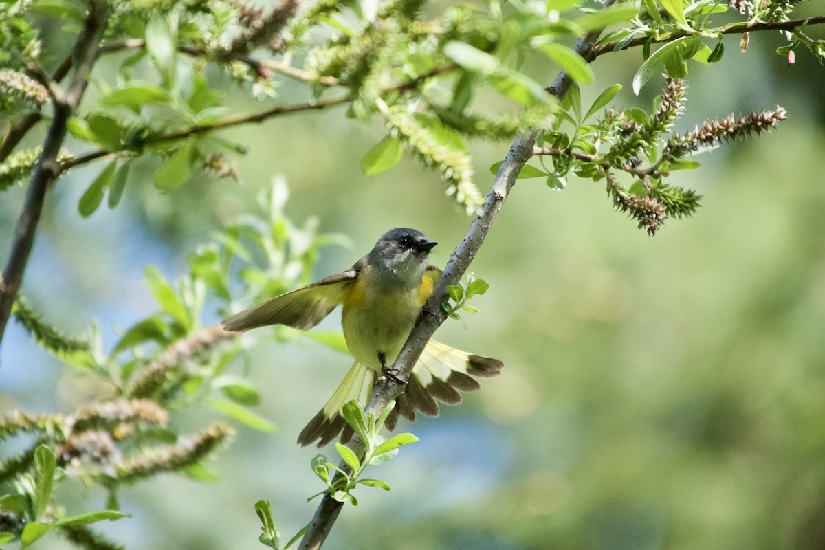 American Redstart - ML620509146