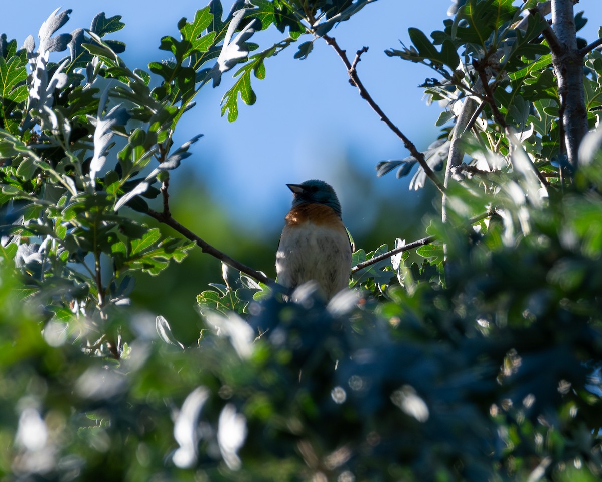 Lazuli Bunting - ML620509147