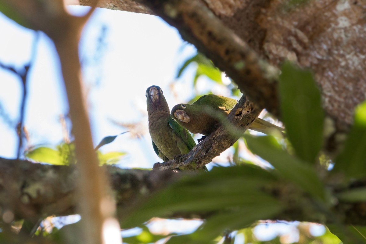 Olive-throated Parakeet - William Clark