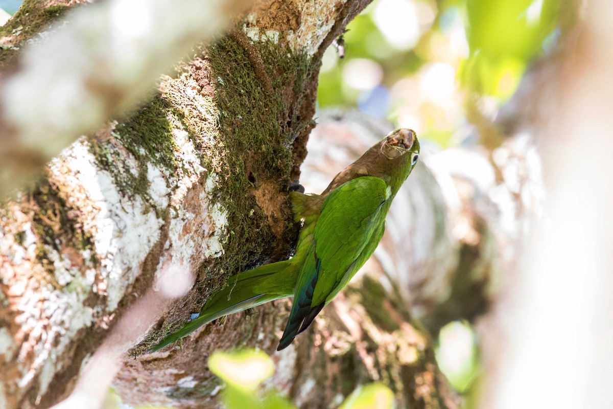 Aratinga Jamaicana - ML620509153