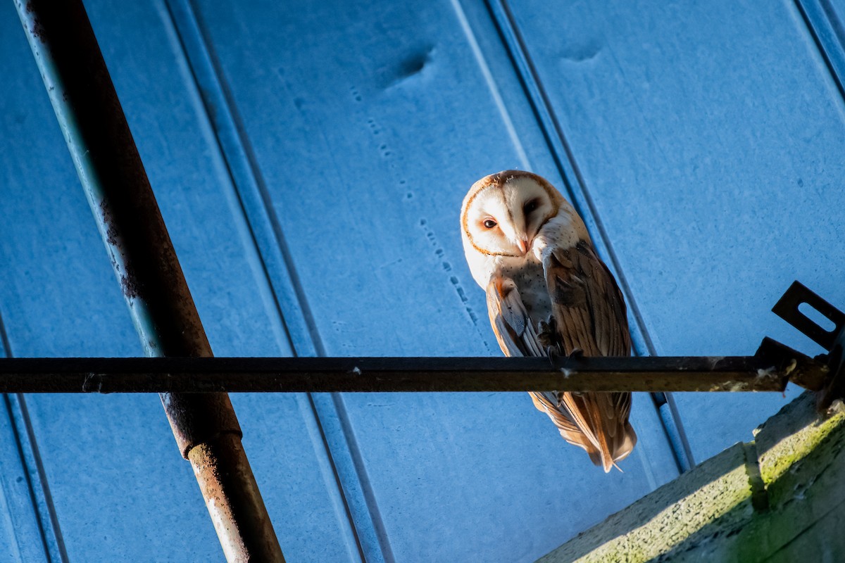 Barn Owl - ML620509154