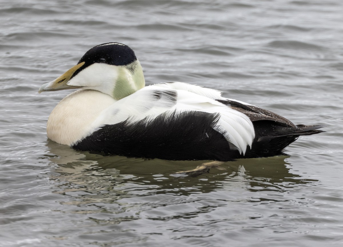 Common Eider - ML620509156