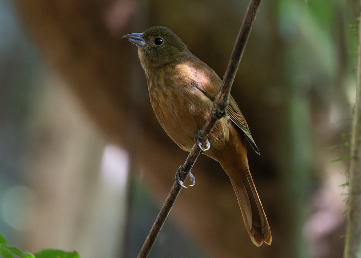 Ruby-crowned Tanager - ML620509161