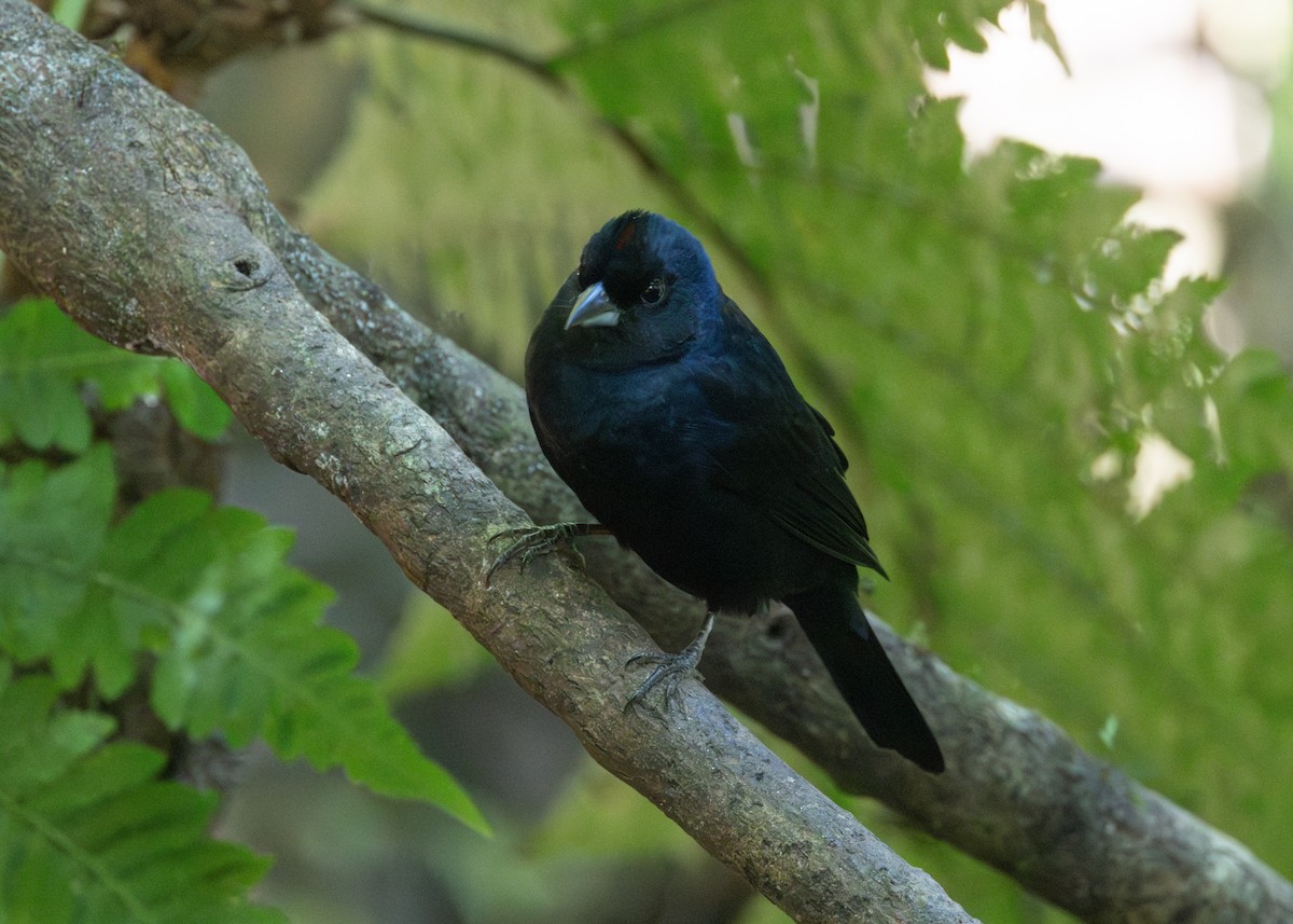 Ruby-crowned Tanager - ML620509162