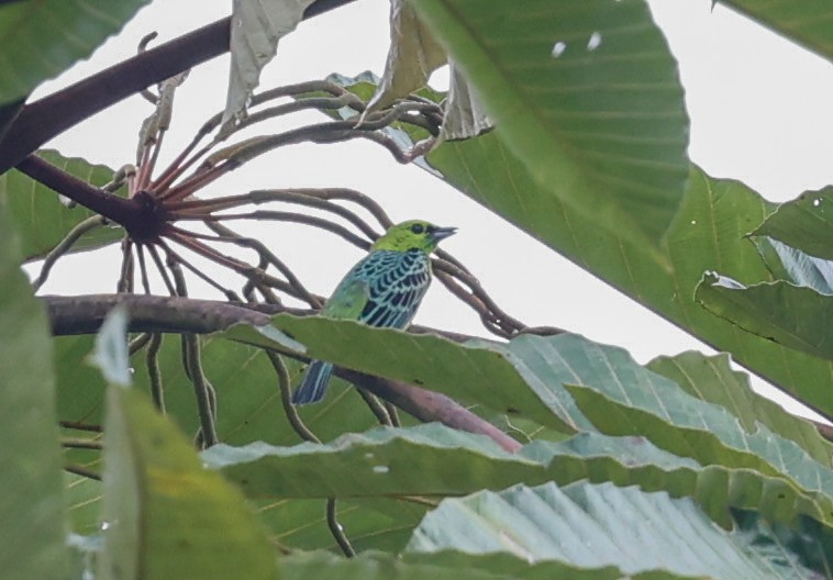 Yellow-bellied Tanager - ML620509171