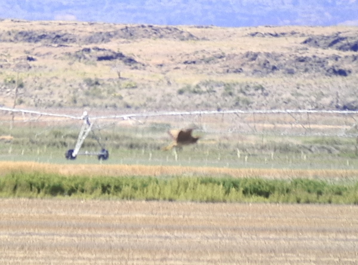 American Bittern - ML620509174