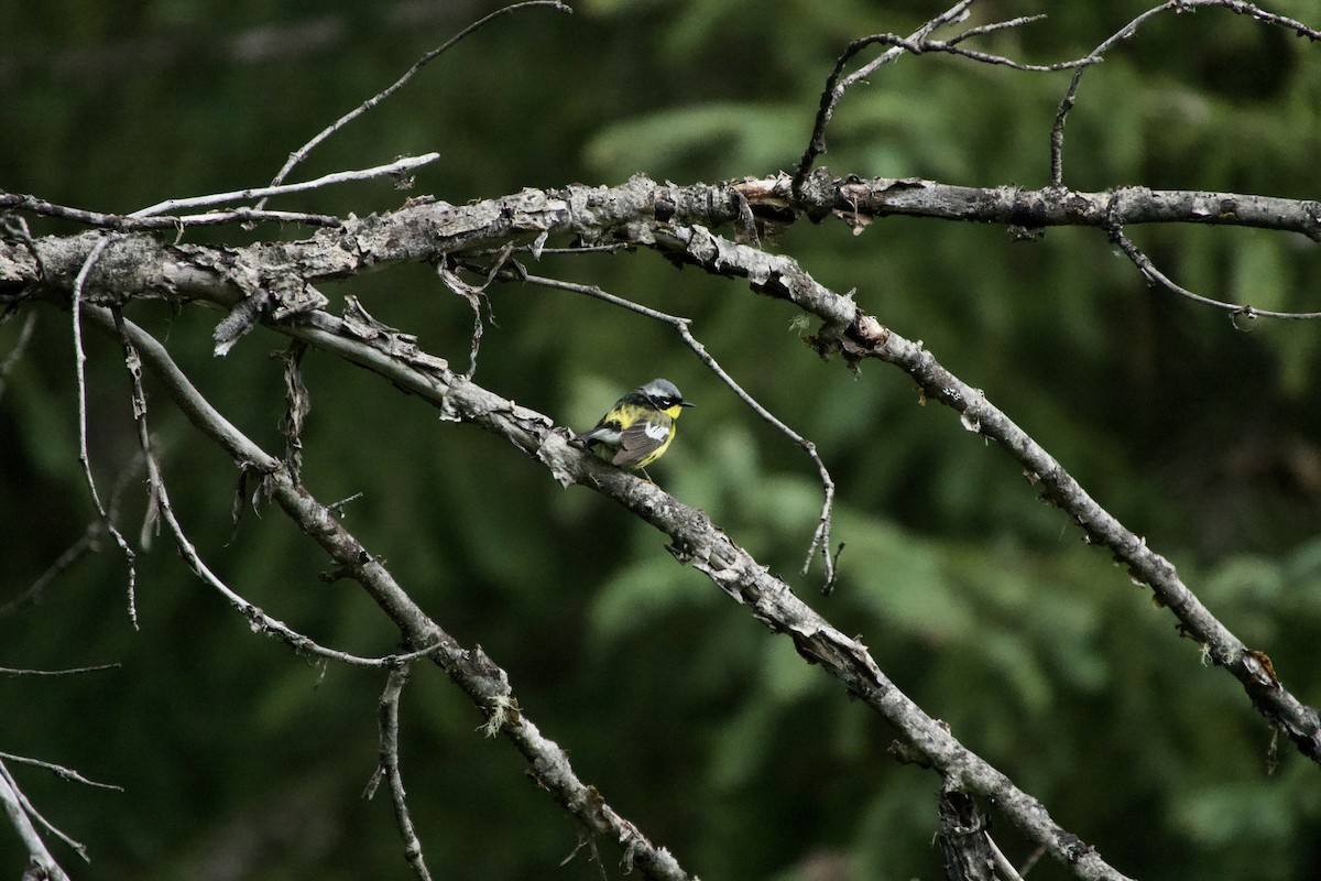 Magnolia Warbler - ML620509182