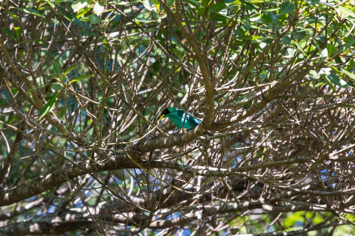 Green Honeycreeper - ML620509183