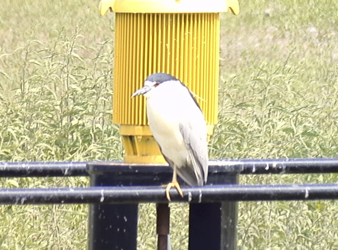 Black-crowned Night Heron - ML620509188