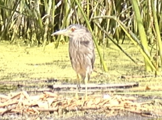 Black-crowned Night Heron - ML620509189