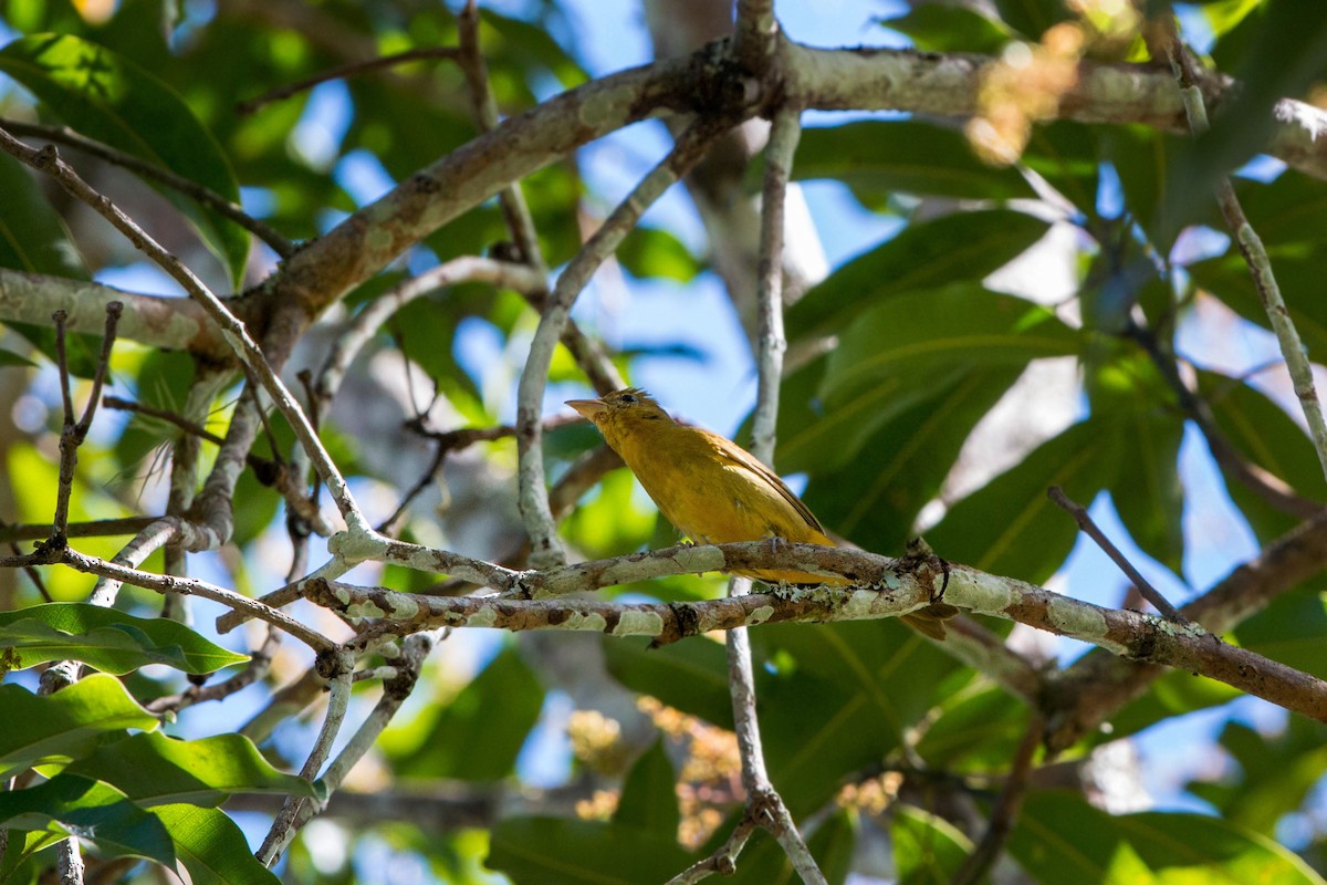 Summer Tanager - ML620509194