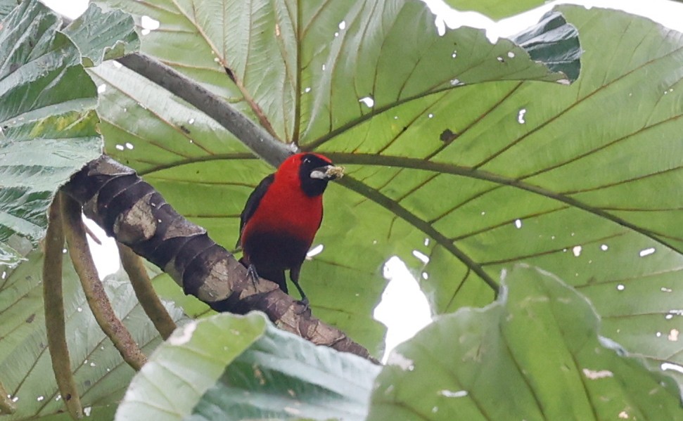 Masked Crimson Tanager - ML620509195