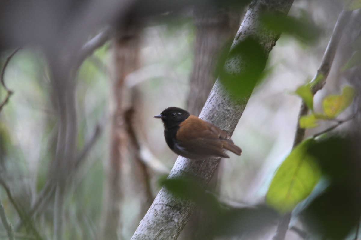 Hooded Gnateater - ML620509200