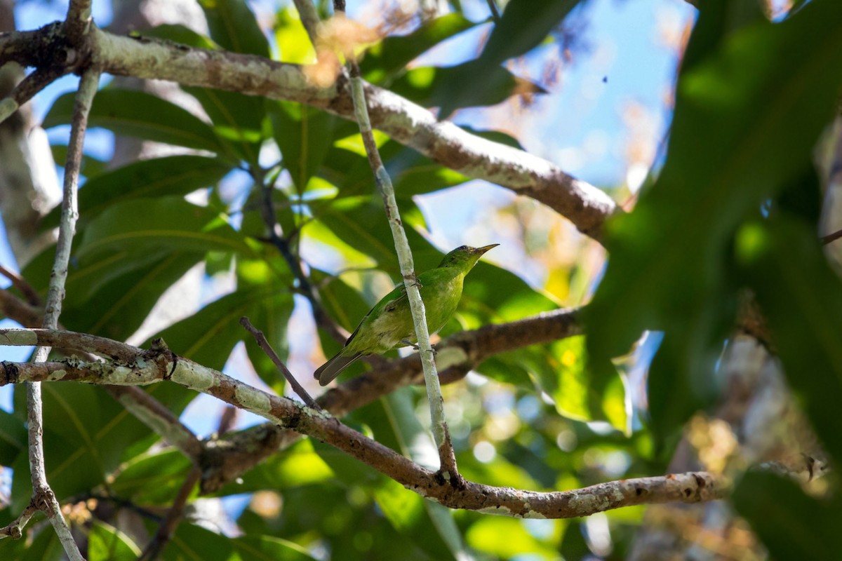 Green Honeycreeper - ML620509201