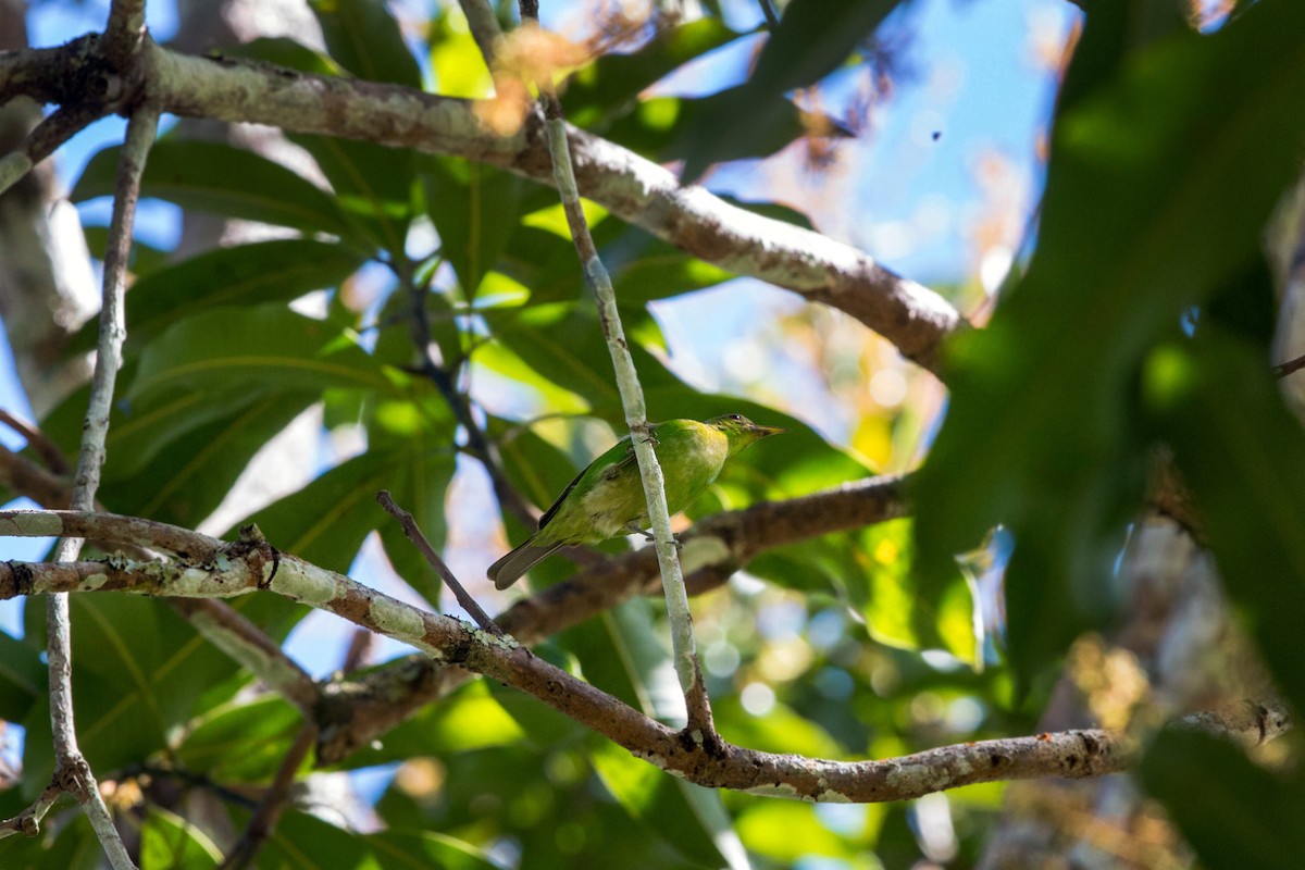 Green Honeycreeper - ML620509202