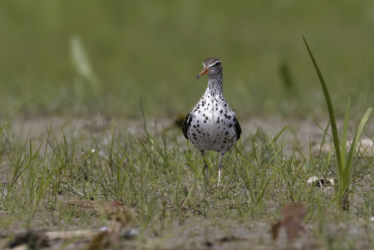 Spotted Sandpiper - ML620509203