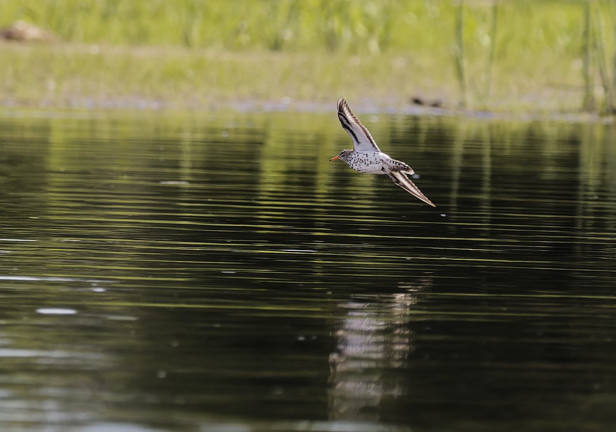 Spotted Sandpiper - ML620509206