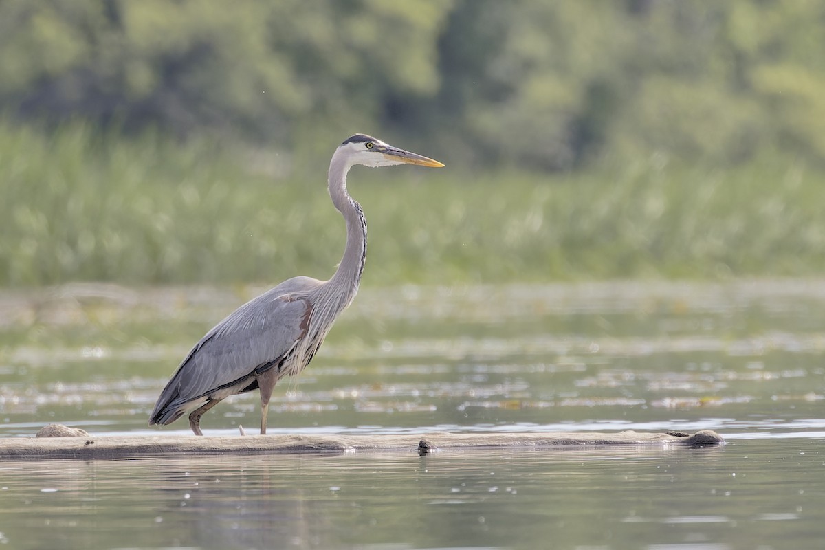 Great Blue Heron - ML620509209