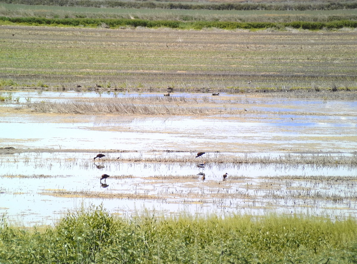 White-faced Ibis - ML620509210