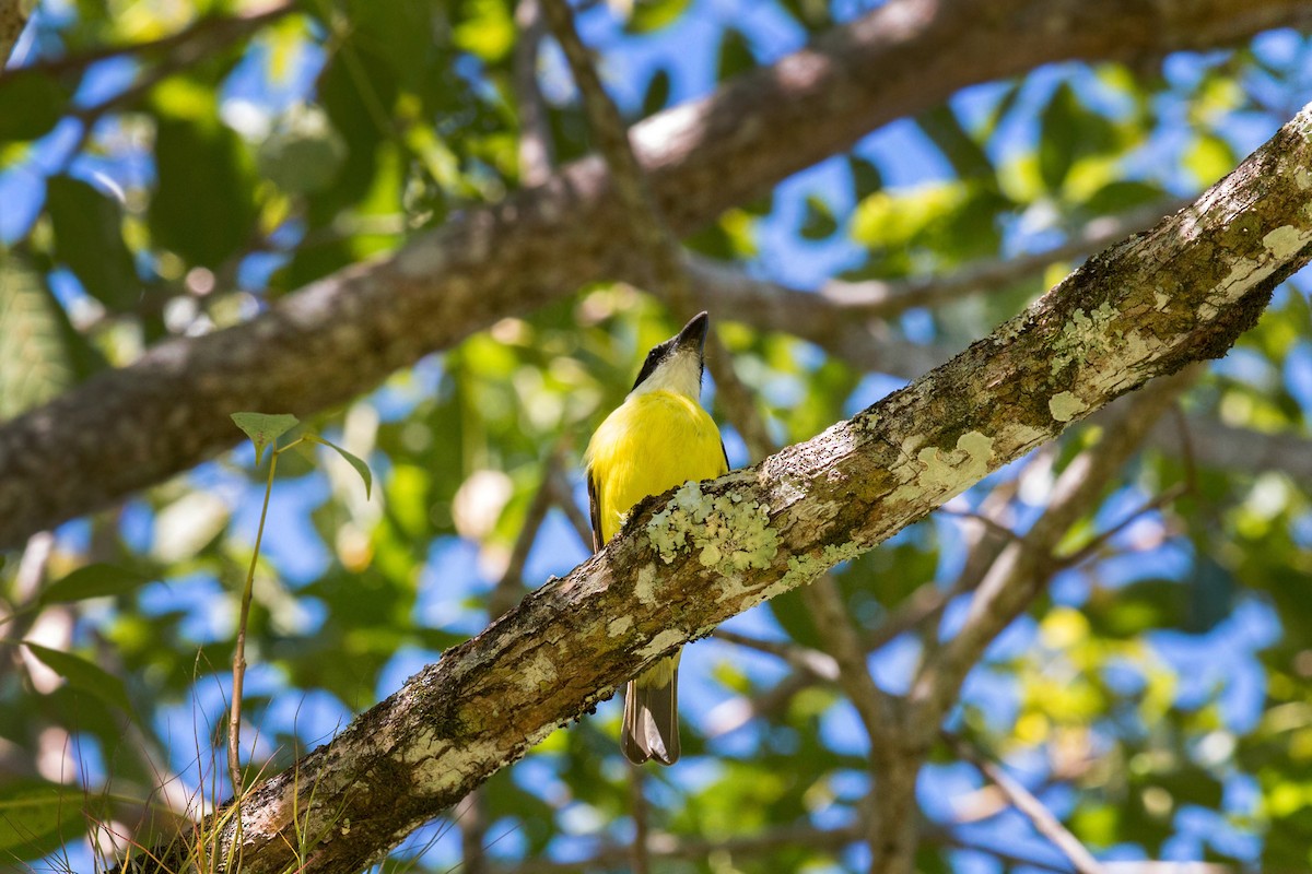 Boat-billed Flycatcher - ML620509211