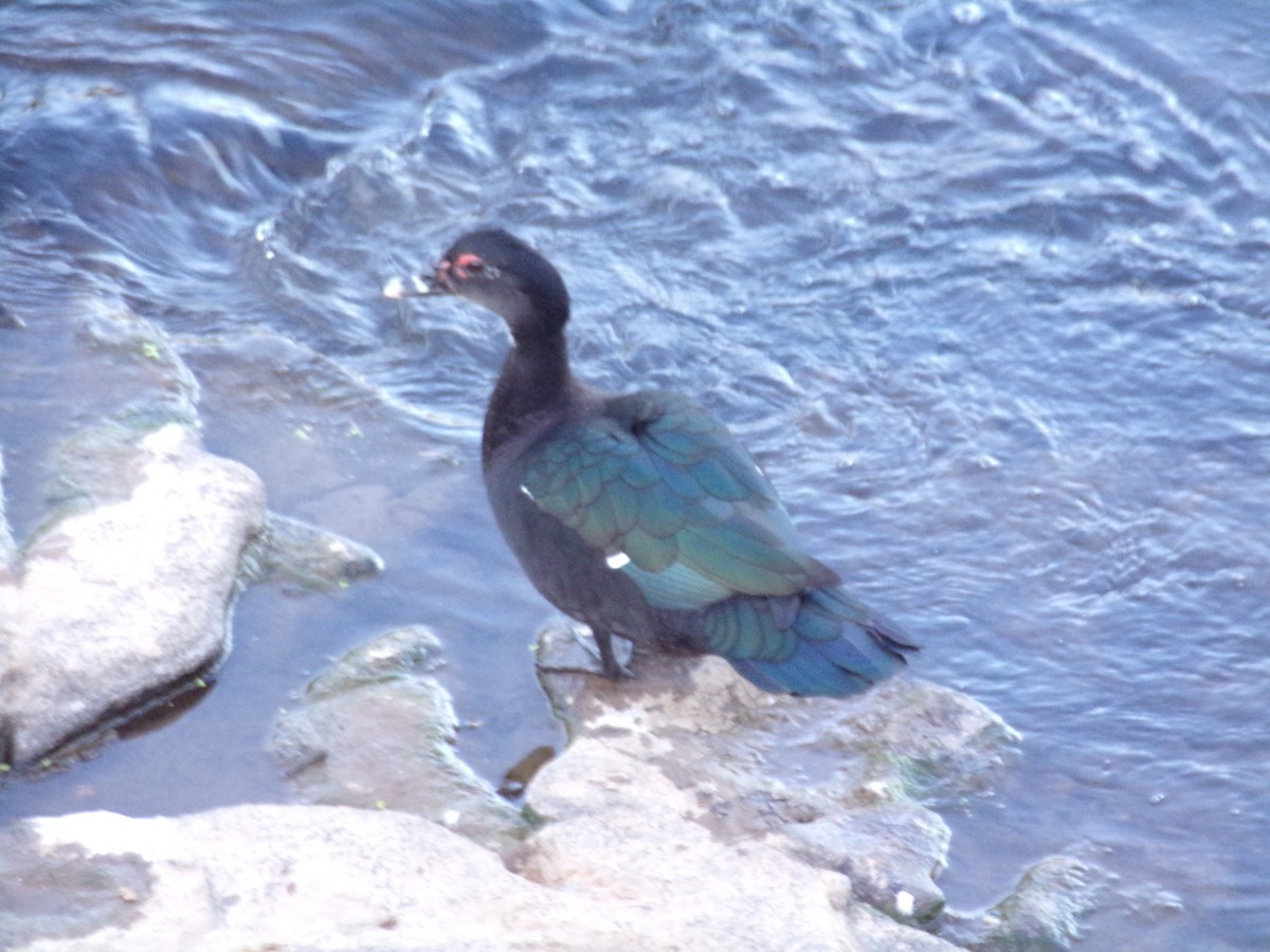 Muscovy Duck - ML620509218