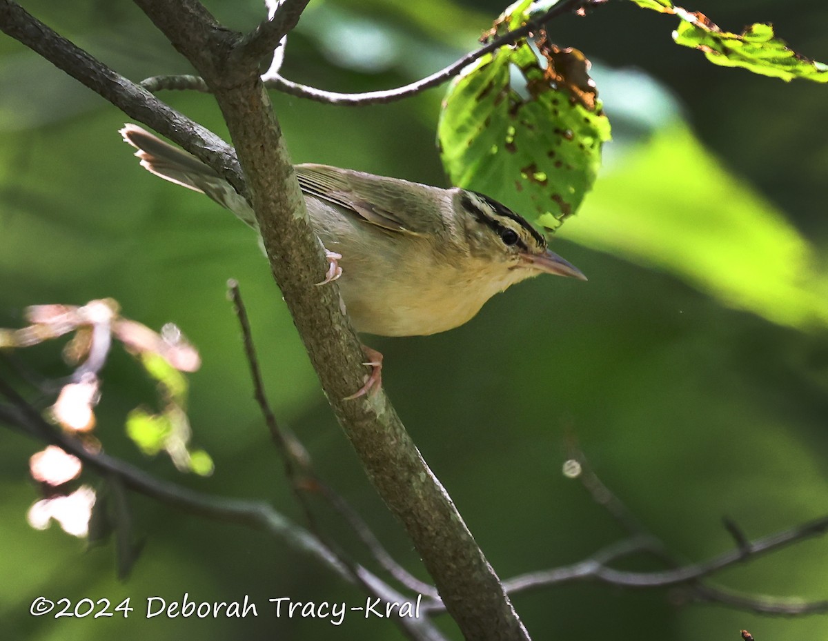 Worm-eating Warbler - Deborah Kral