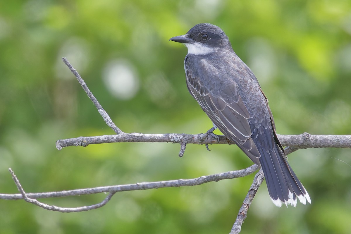 Eastern Kingbird - Mario St-Gelais