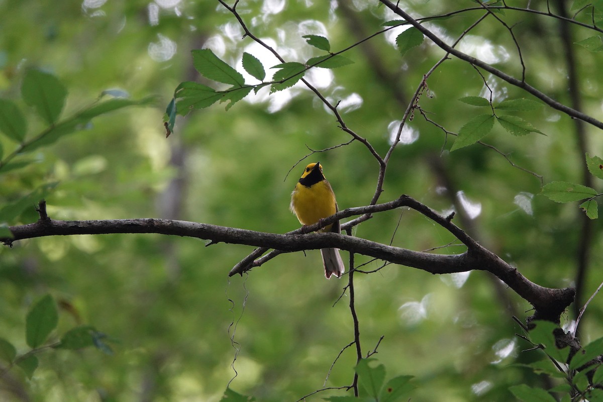 Hooded Warbler - ML620509232