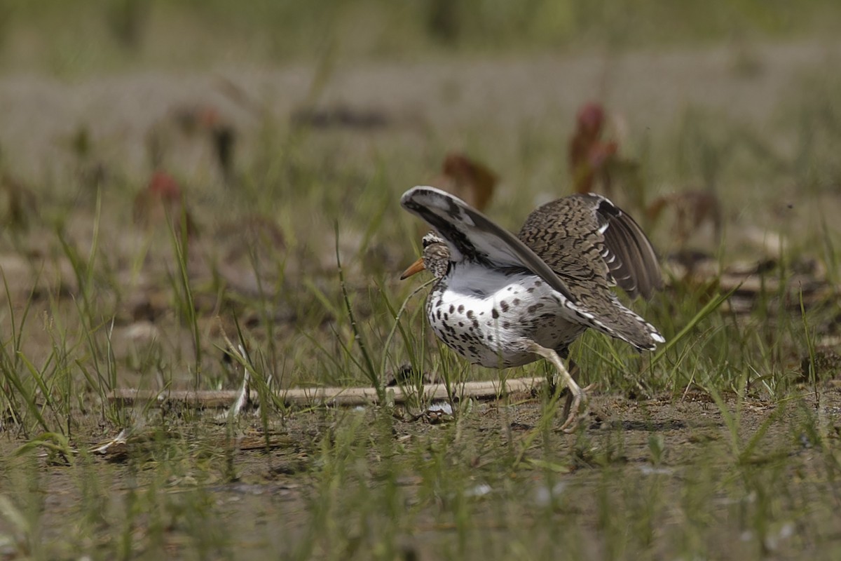 Spotted Sandpiper - ML620509234