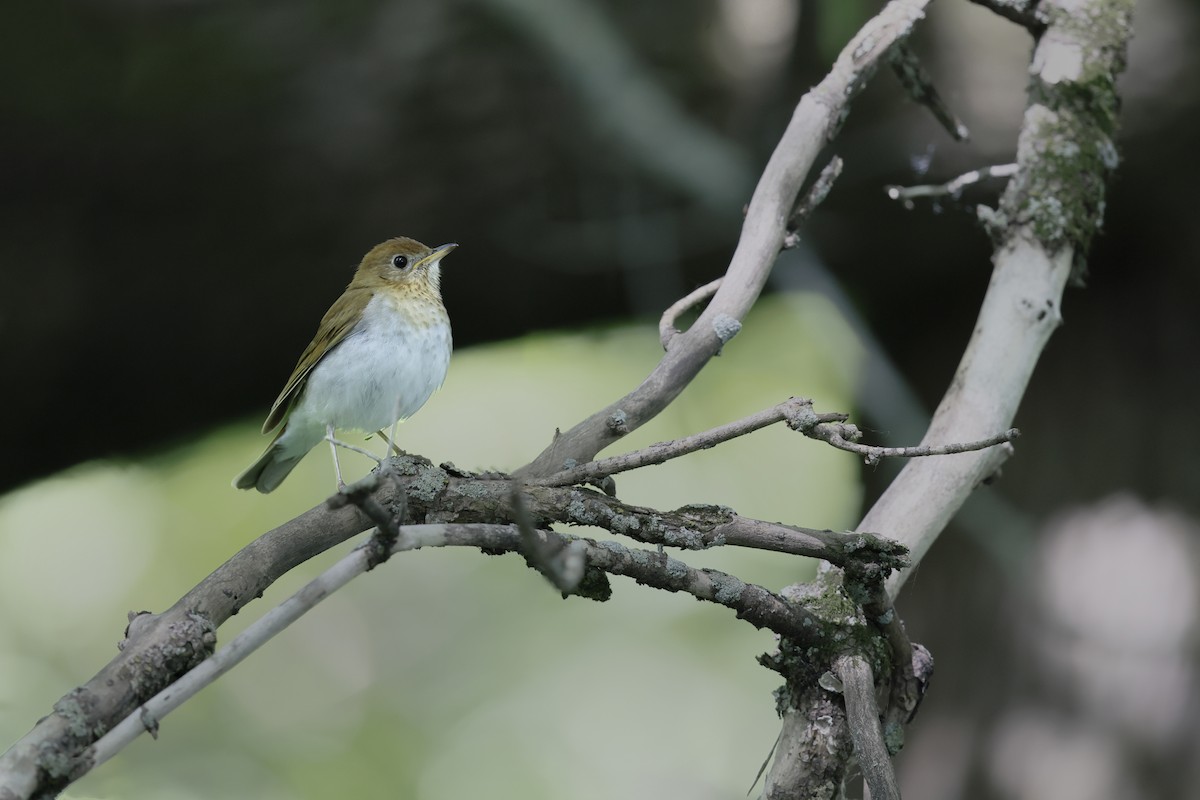 Veery - ML620509236