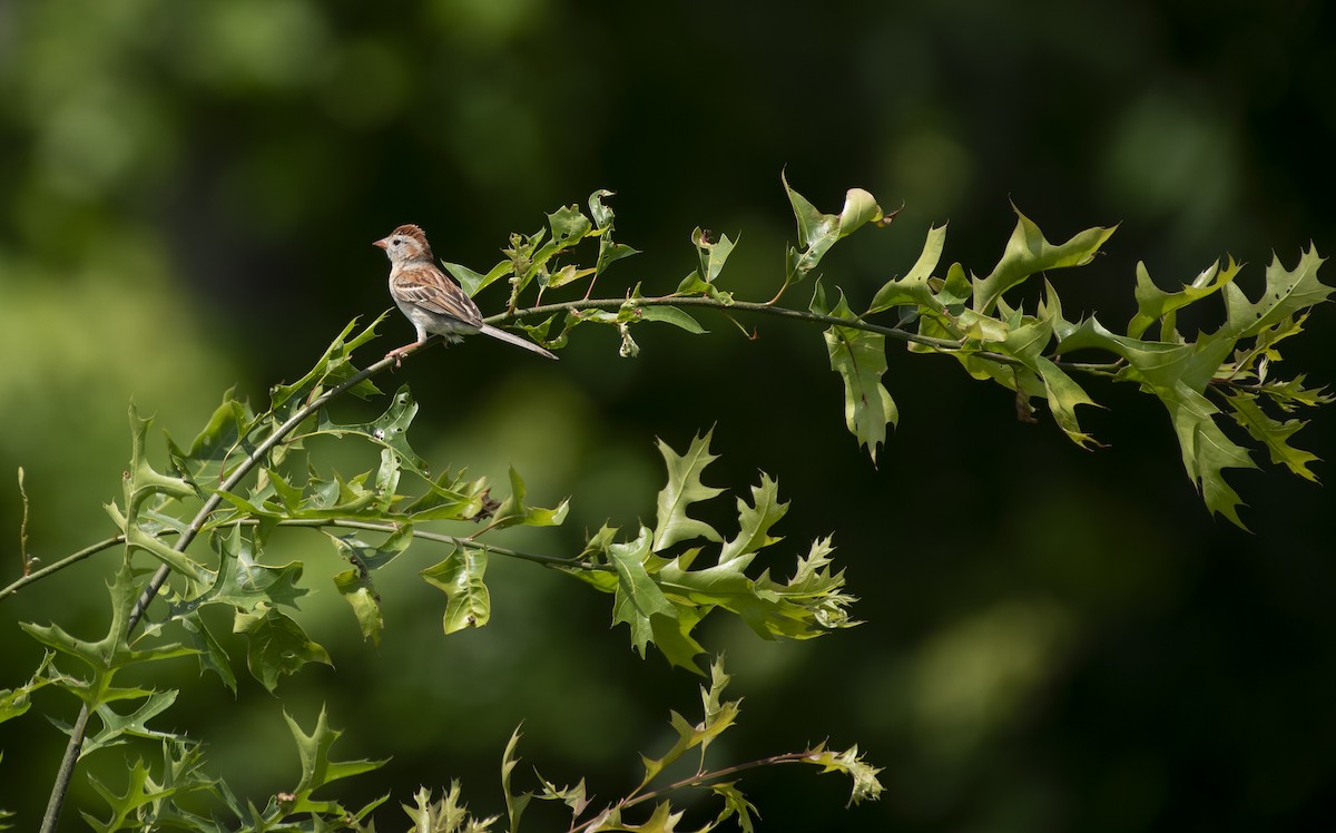 Field Sparrow - Neil DeMaster