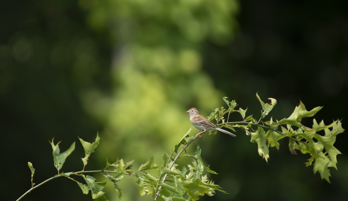 Field Sparrow - Neil DeMaster