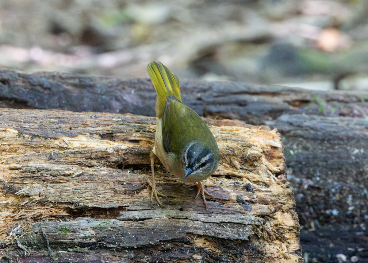 Riverbank Warbler - ML620509245