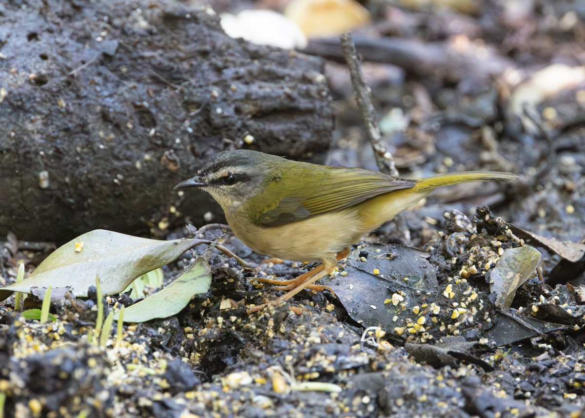 Riverbank Warbler - ML620509246