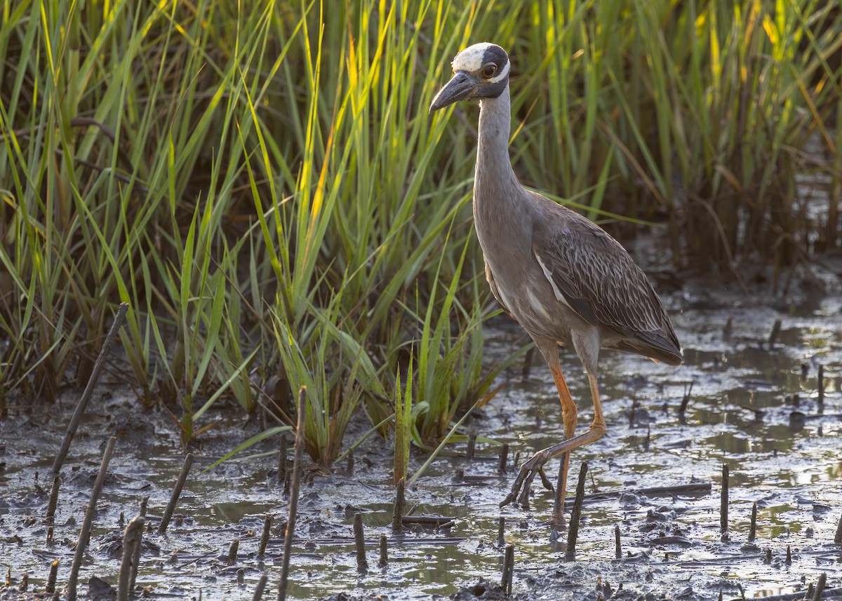 Yellow-crowned Night Heron - ML620509247