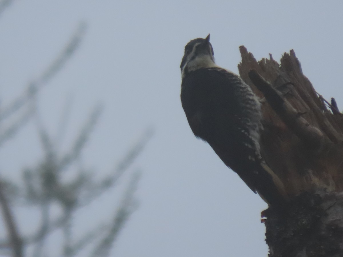 Black-backed Woodpecker - ML620509248