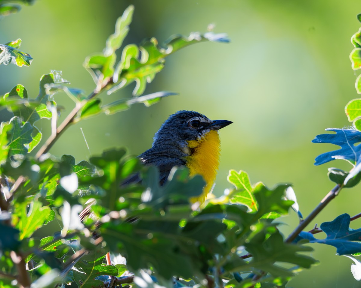 Yellow-breasted Chat - ML620509251