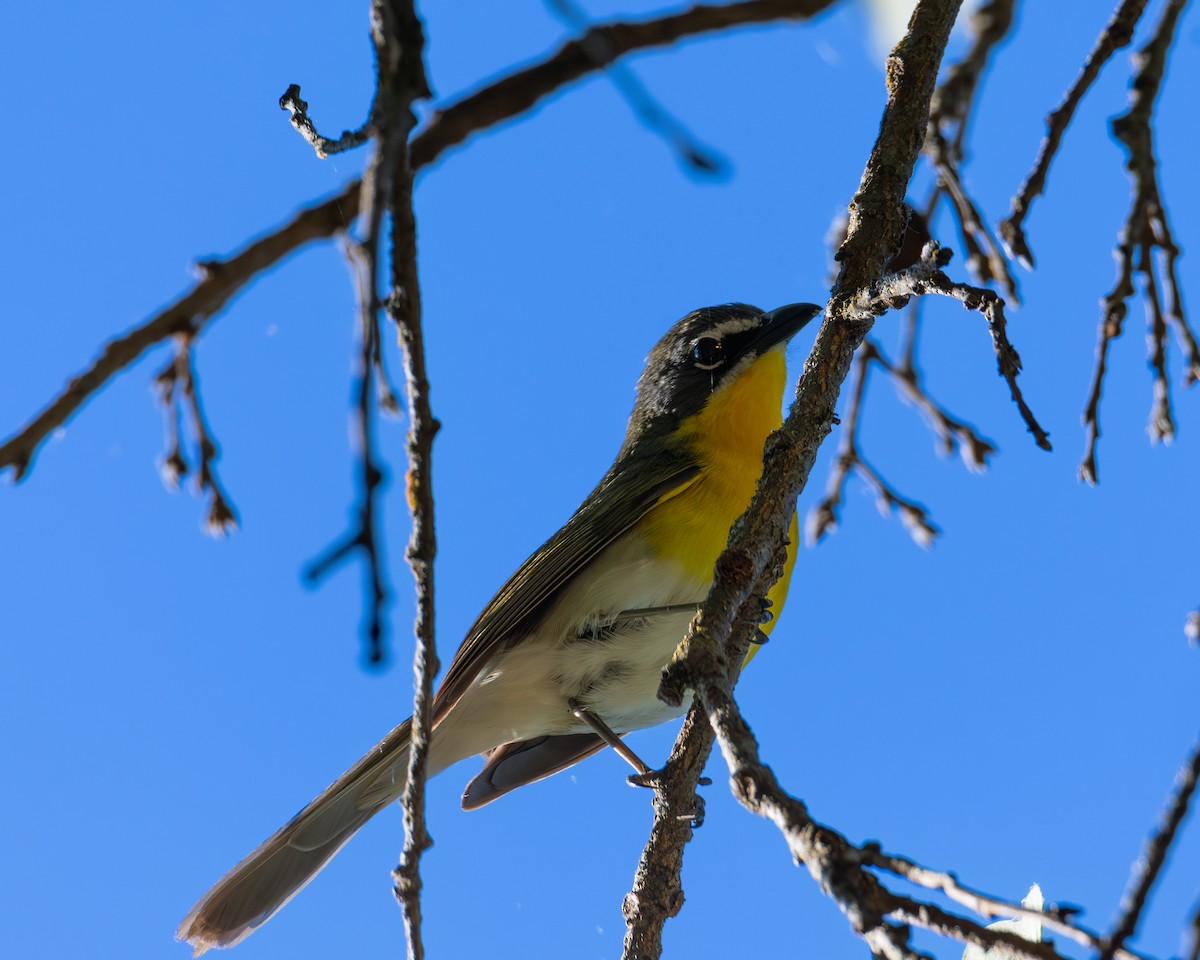 Yellow-breasted Chat - ML620509252