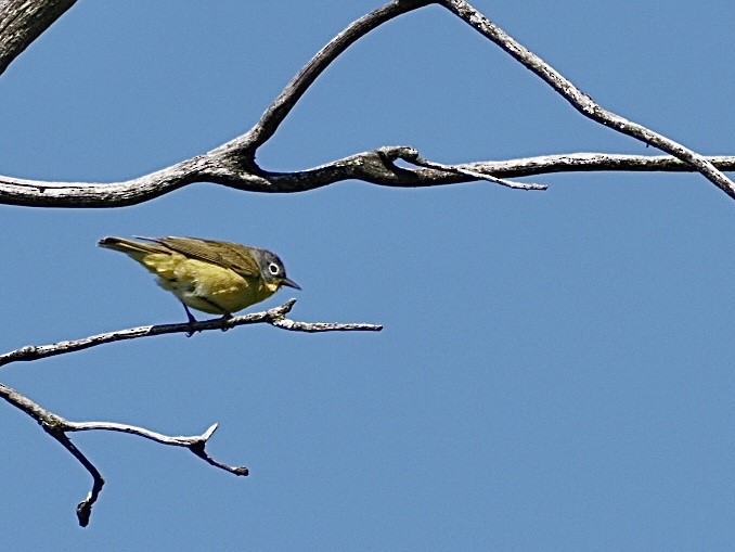 Nashville Warbler - ML620509253