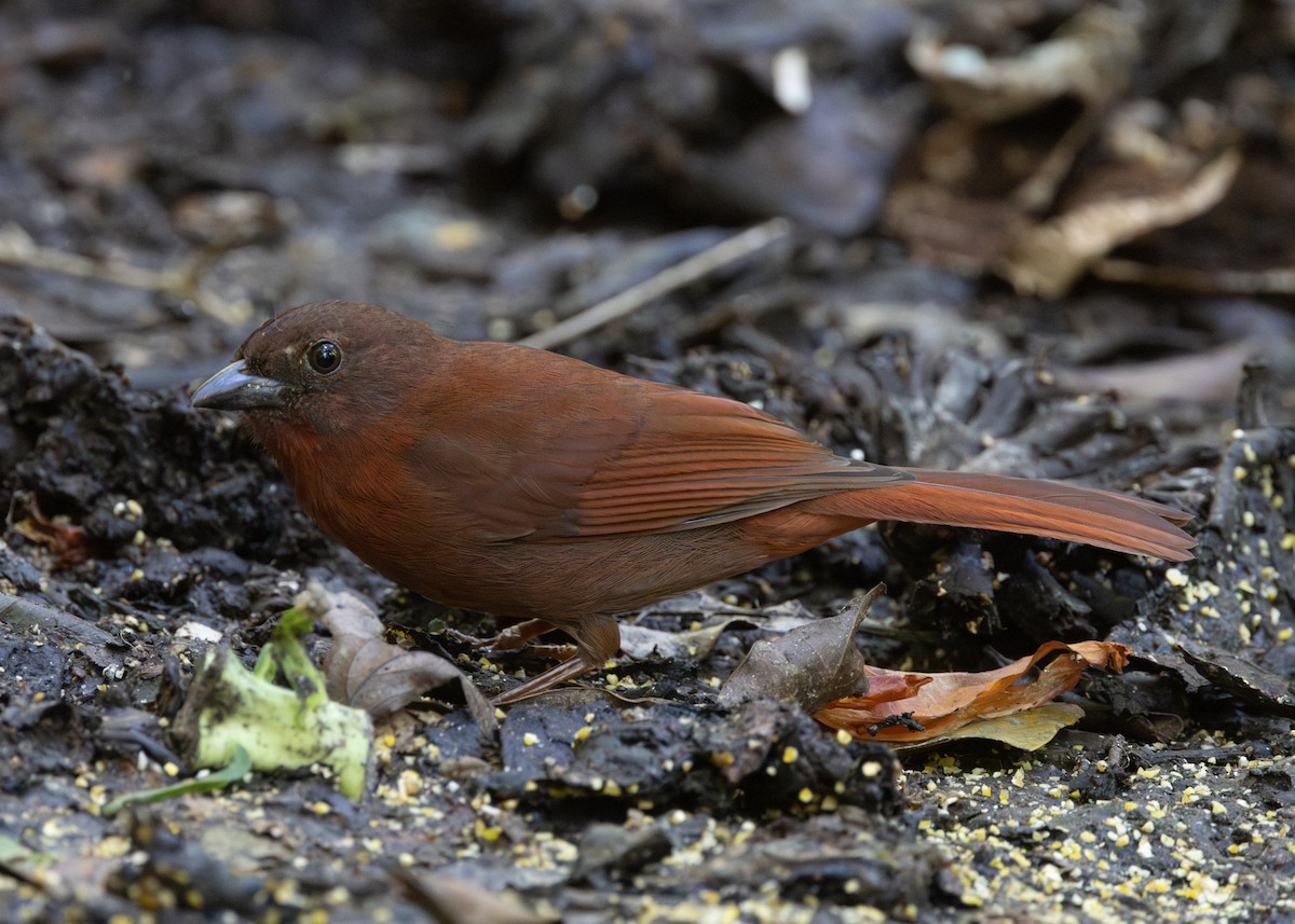 Red-crowned Ant-Tanager (Red) - ML620509259