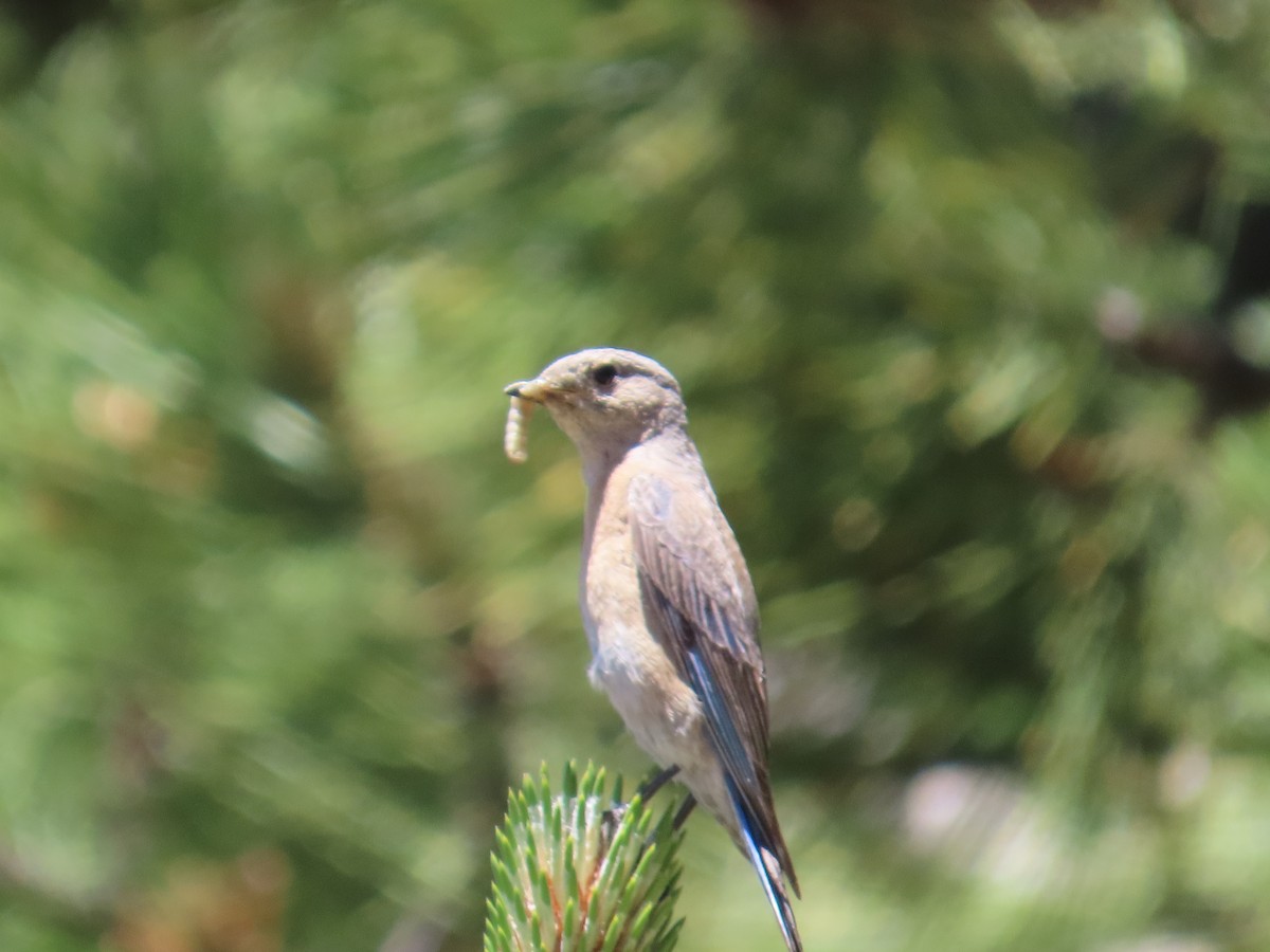 Western Bluebird - ML620509261