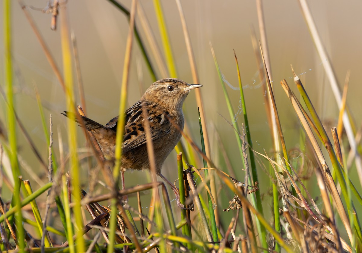 Grass Wren - ML620509263