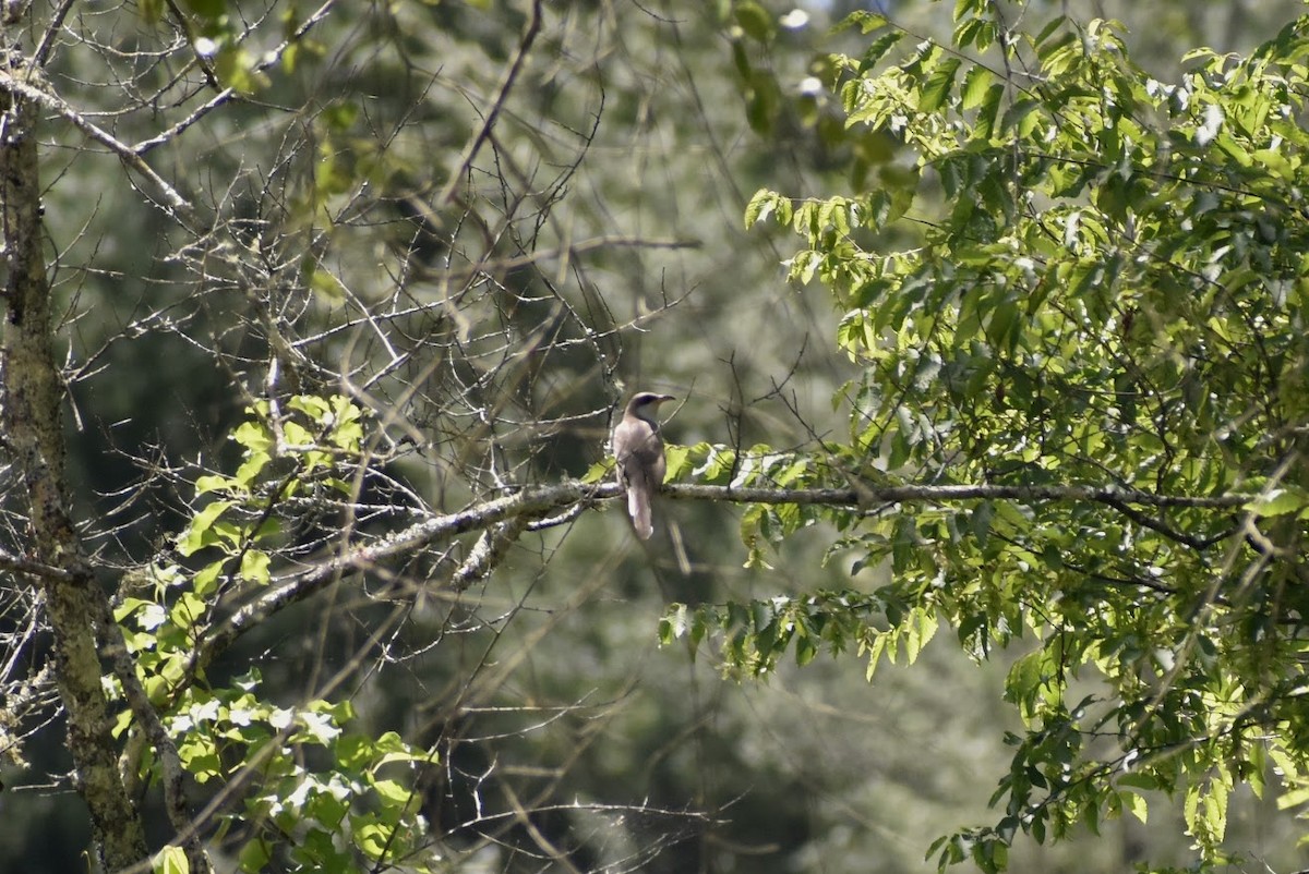 Yellow-billed Cuckoo - Leigh Gay