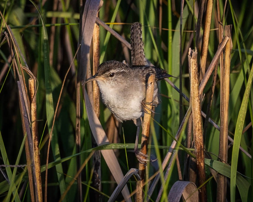 Marsh Wren - ML620509265