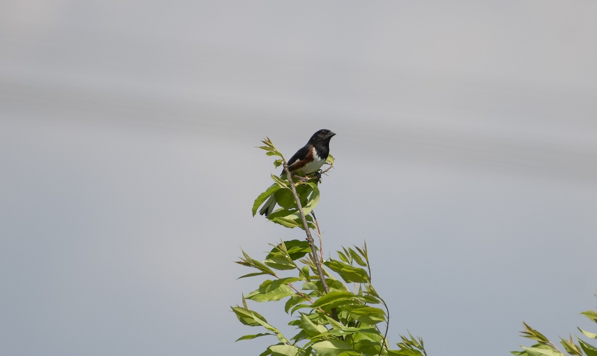 Eastern Towhee - ML620509266