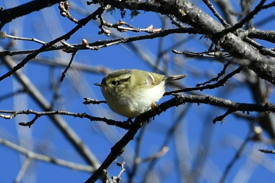 Kloss's Leaf Warbler - ML620509269